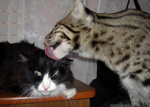 开云网站-【规则详解】从犯规到罚分，盘点比赛中你必须知道的规则细节，犯规分哪几种