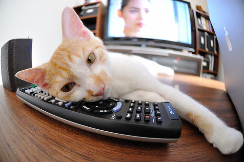 冠军争夺战：谁能成为今年的黑马？，冠军争夺战[综运动]