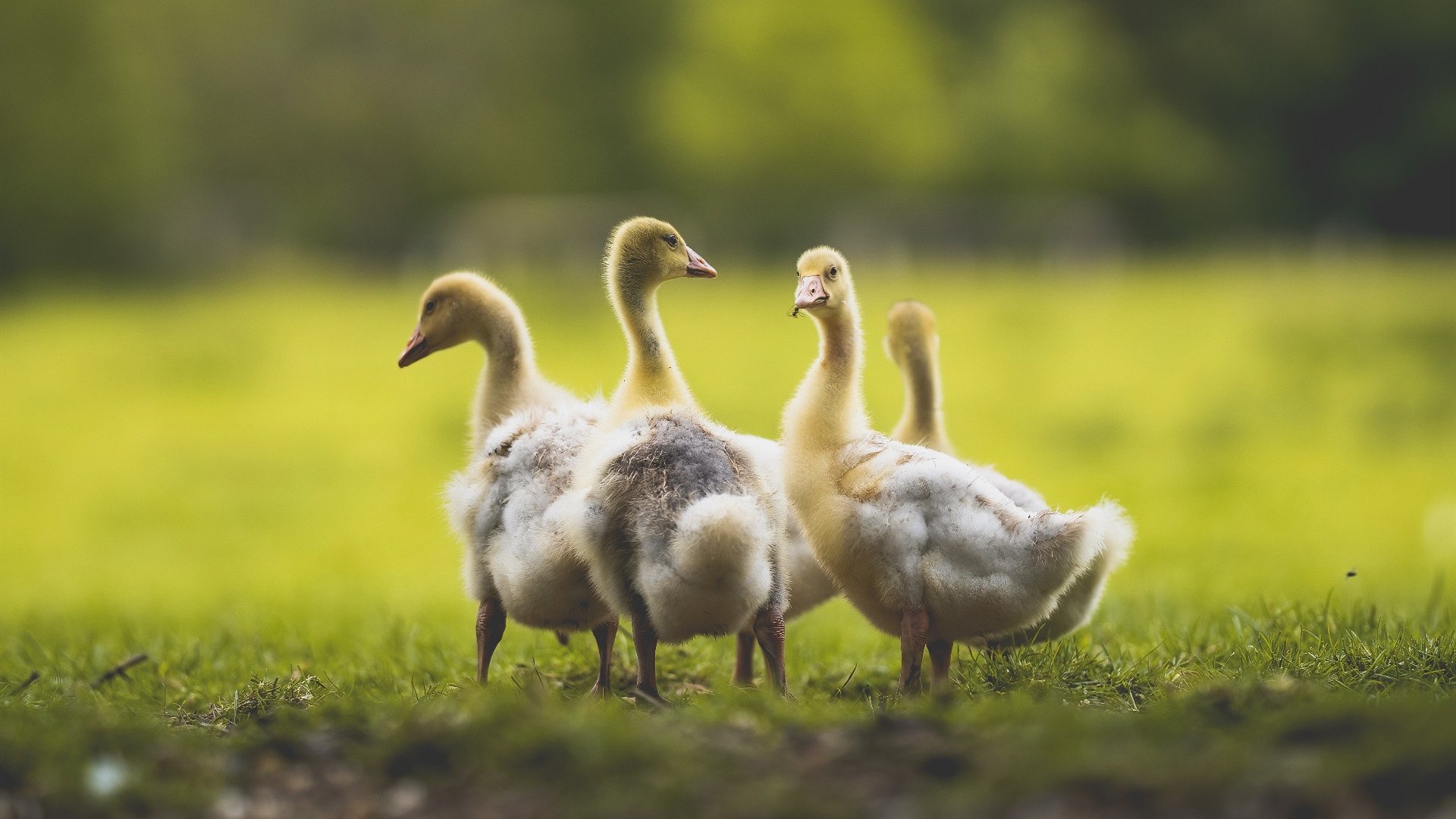 开云体育官方网站登陆-史上最年轻的“欧洲最佳射手”首次亮相欧冠，欧洲最年轻mvp